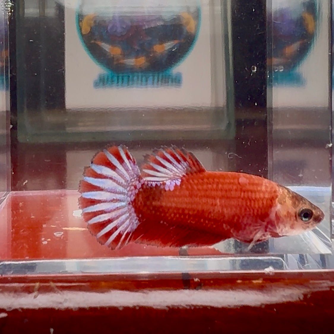 Red Fancy A108 Plakat - Female Betta