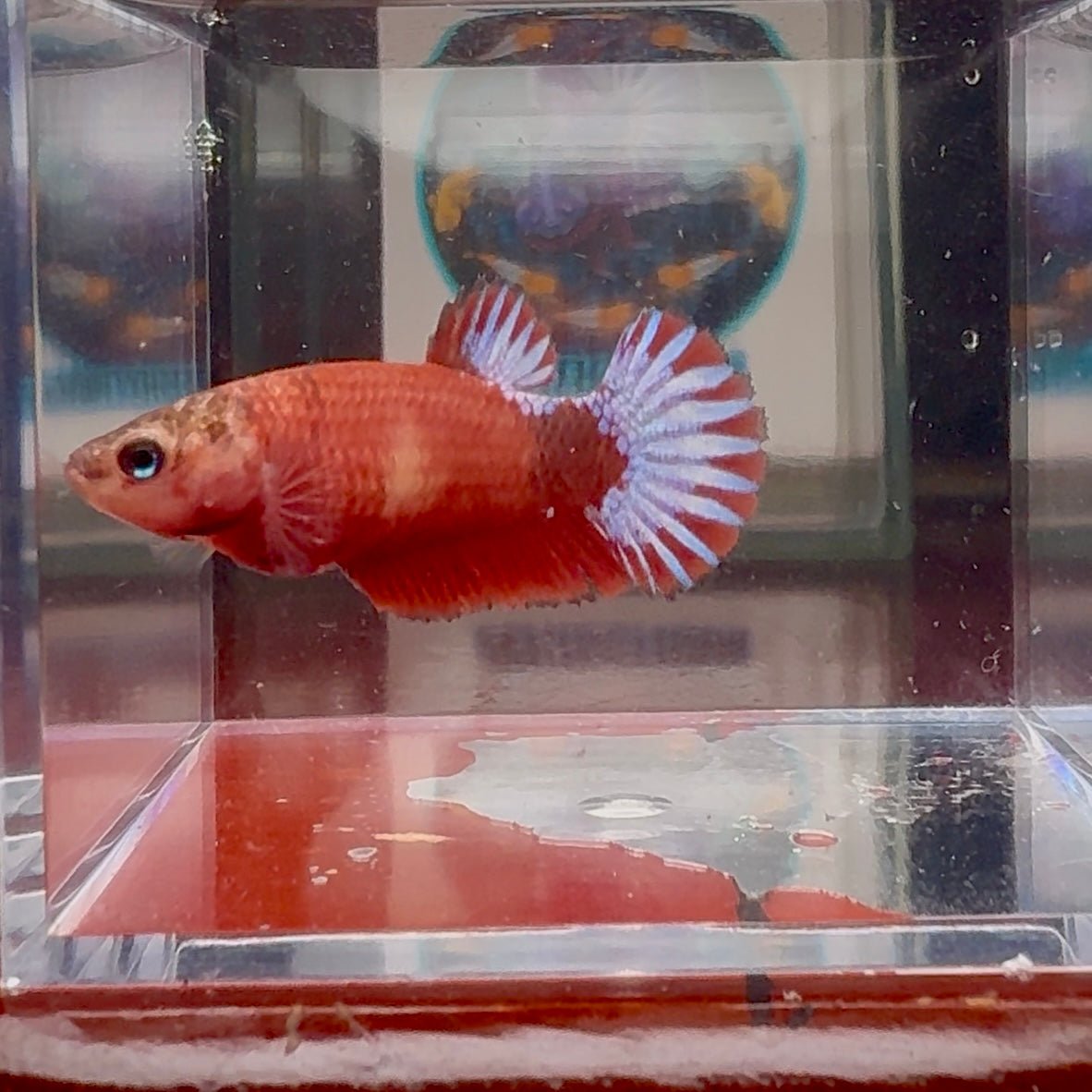 Red Fancy A108 Plakat - Female Betta