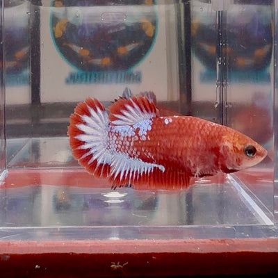 Red Fancy A139 Plakat - Female Betta