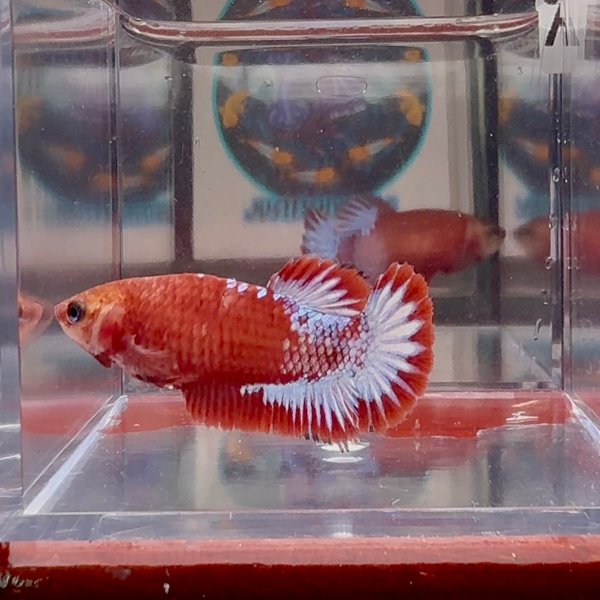Red Fancy A139 Plakat - Female Betta