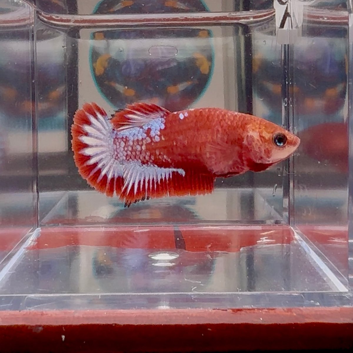 Red Fancy A139 Plakat - Female Betta