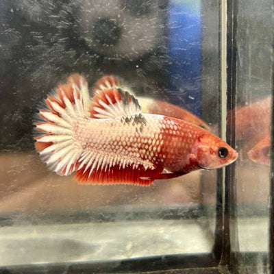 Red Fancy Copper Plakat - Female Betta 128