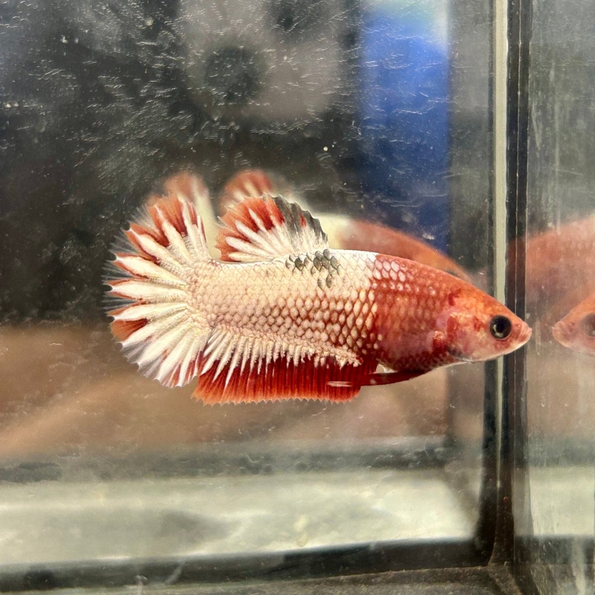 Red Fancy Copper Plakat - Female Betta 128