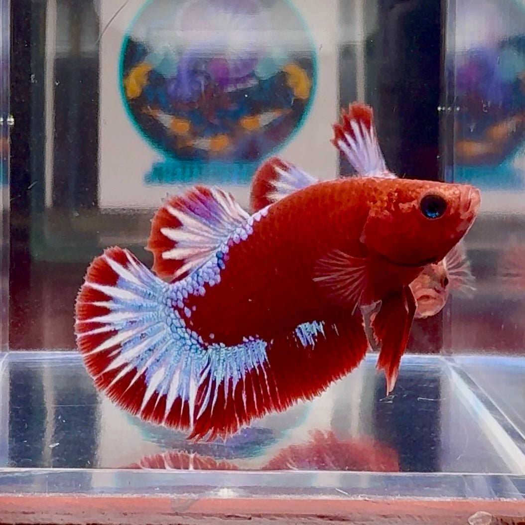 Red Fancy Hellboy Startail A98 Plakat - Male Betta