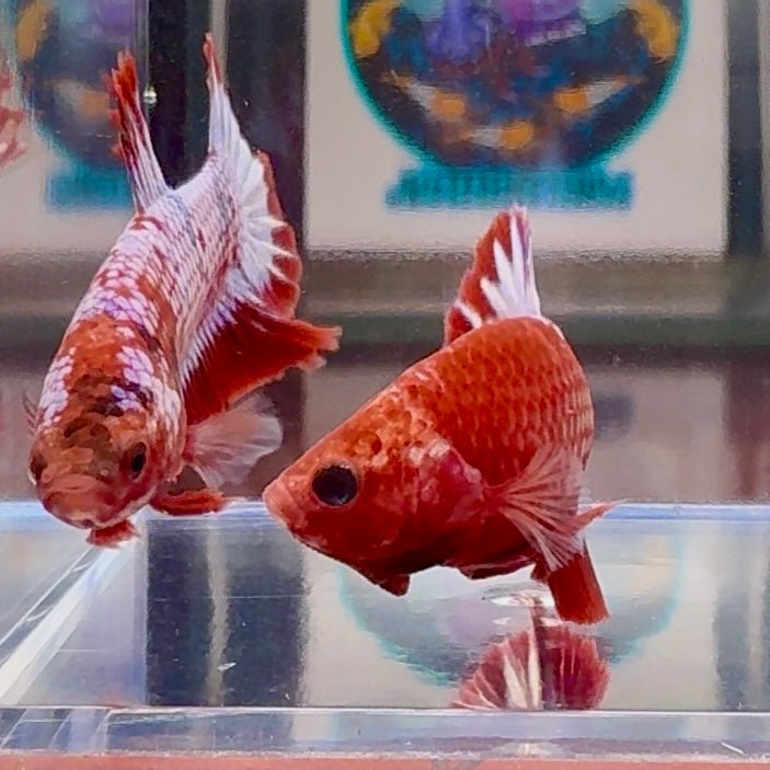 Red Fancy Hellboy Startail A98 Plakat - Male Betta