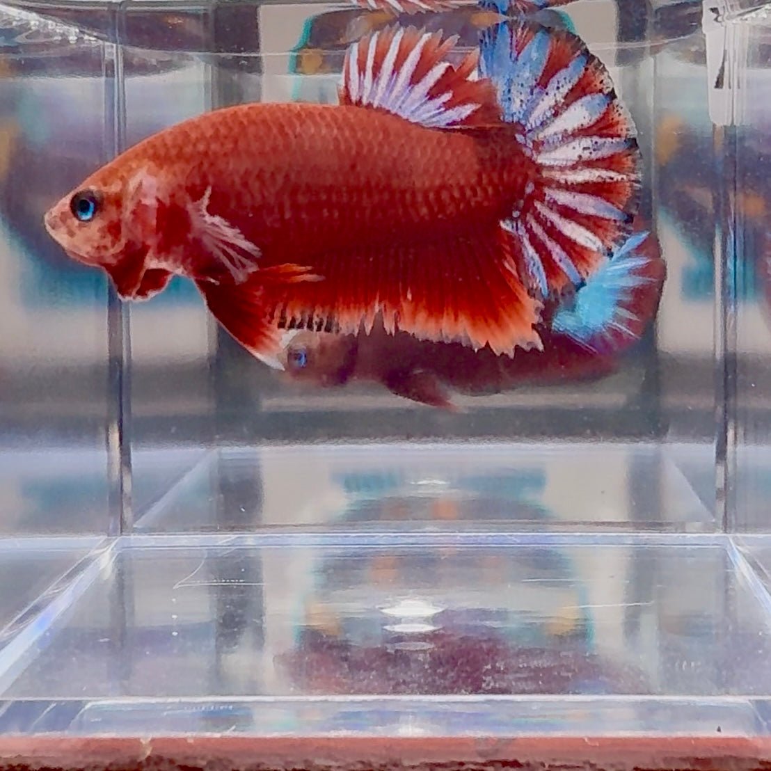 Red Fancy Star A143 Plakat - Male Betta