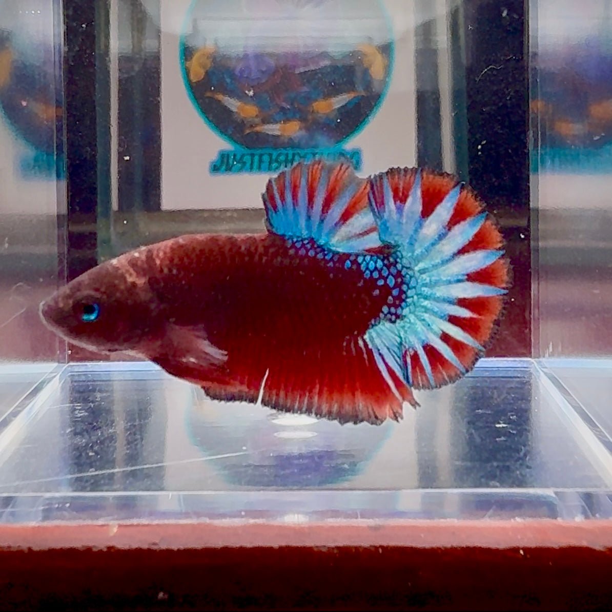 Red Fancy Star A99 Plakat - Male Betta