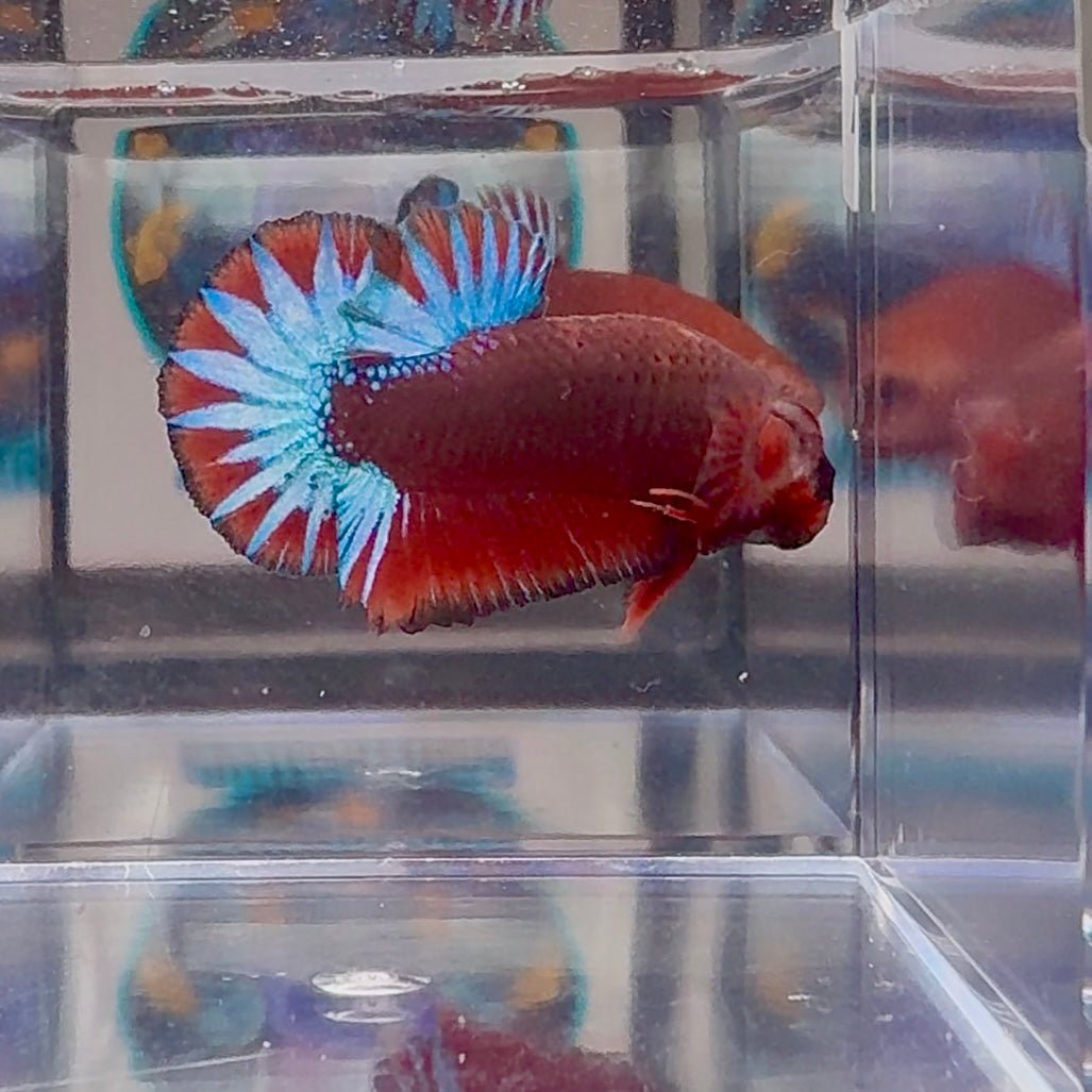 Red Fancy Star A99 Plakat - Male Betta