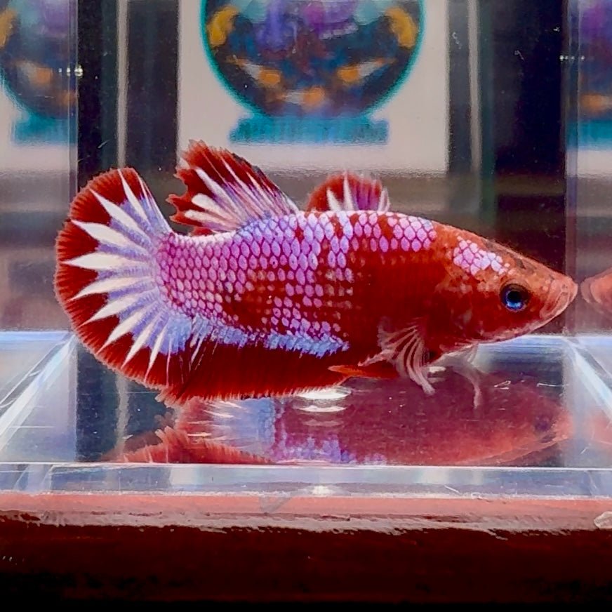 Red Fancy Startail A130 Plakat - Male Betta