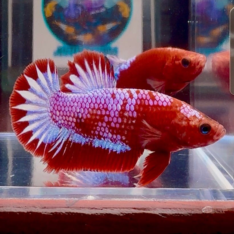 Red Fancy Startail A130 Plakat - Male Betta