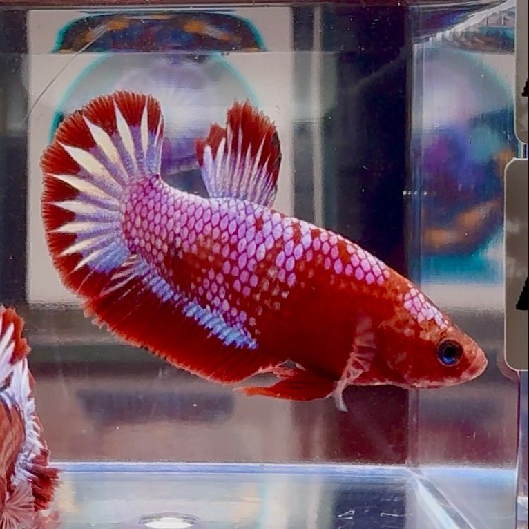 Red Fancy Startail A130 Plakat - Male Betta