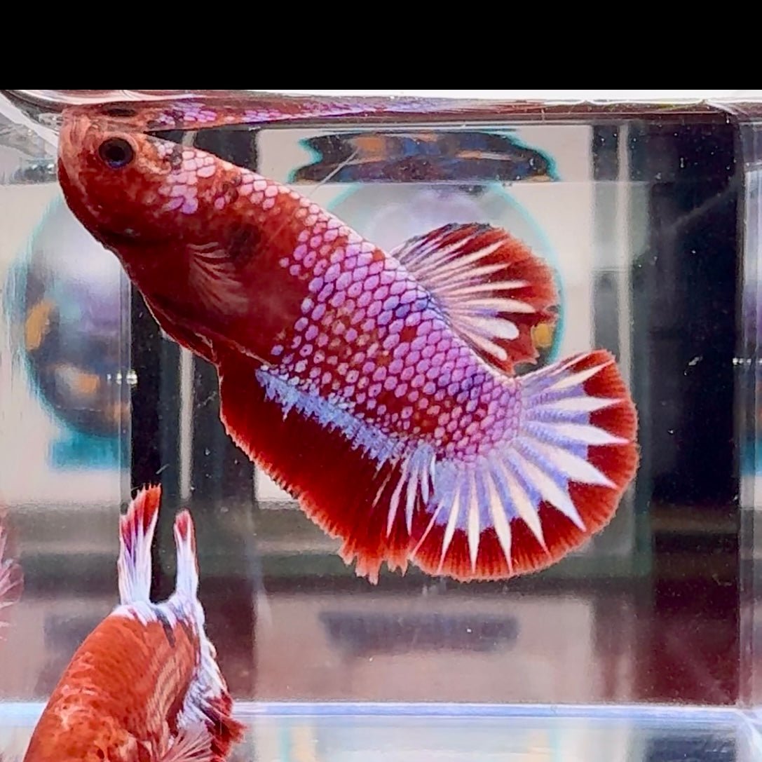 Red Fancy Startail A130 Plakat - Male Betta