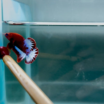 Red Fancy Startail S97 Plakat - Male Betta