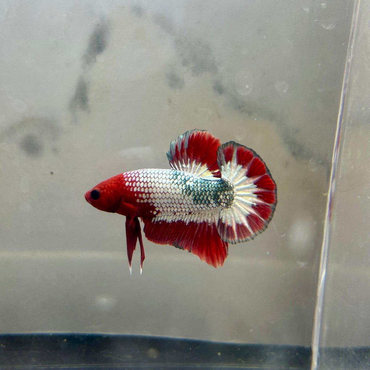 Red FCCP WS - Male Betta A12