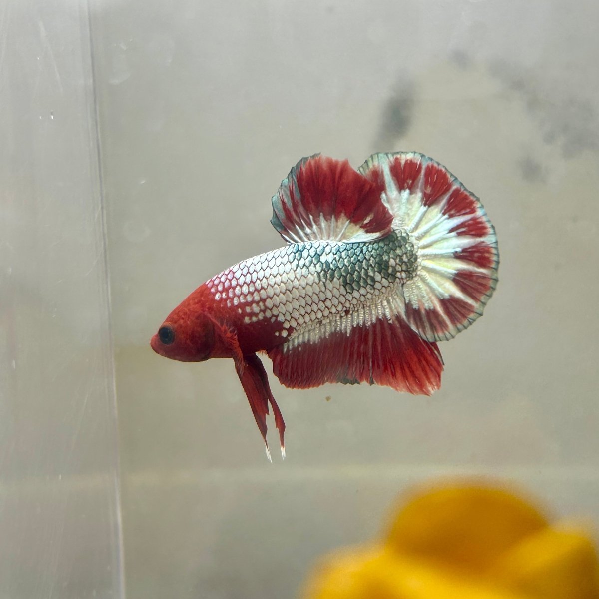 Red FCCP WS - Male Betta A12