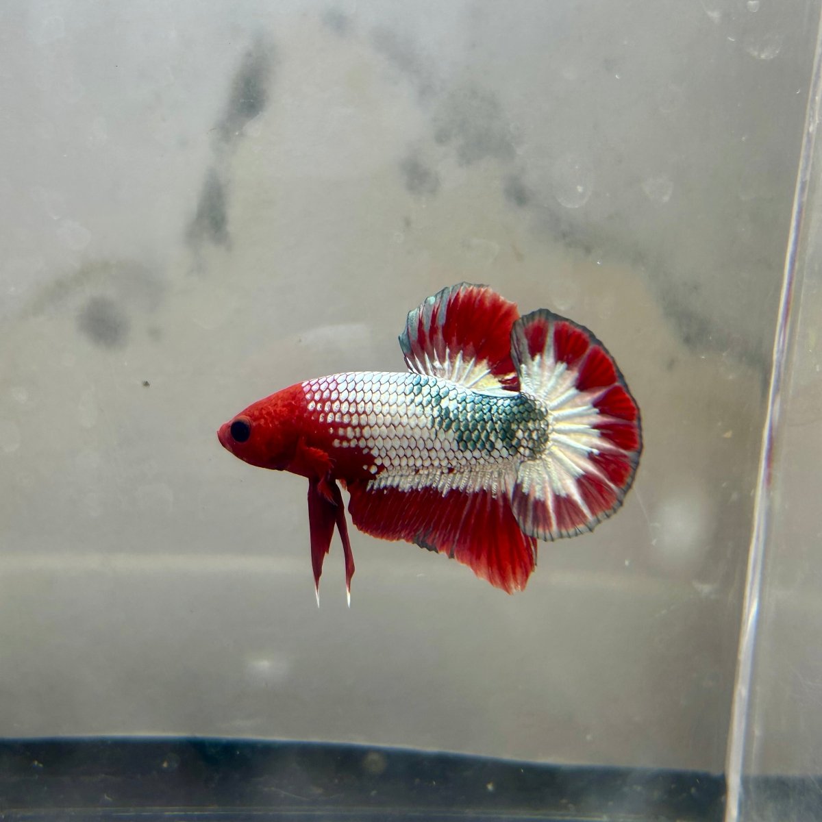 Red FCCP WS - Male Betta A12