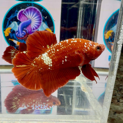 Red Gold Galaxy dust J17 Plakat - Male Betta