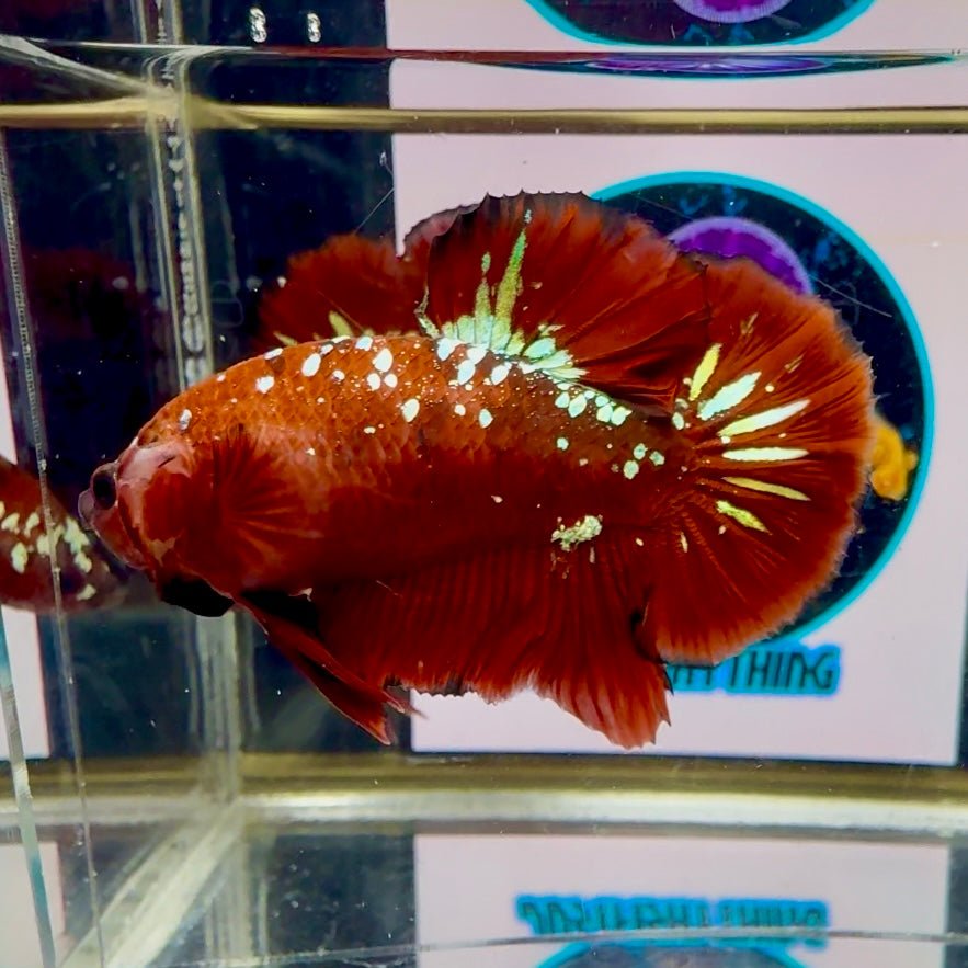 Red Gold Galaxy dust J52 Plakat - Male Betta