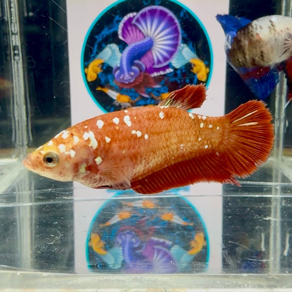Red Gold Galaxy J14 Plakat - Female Betta