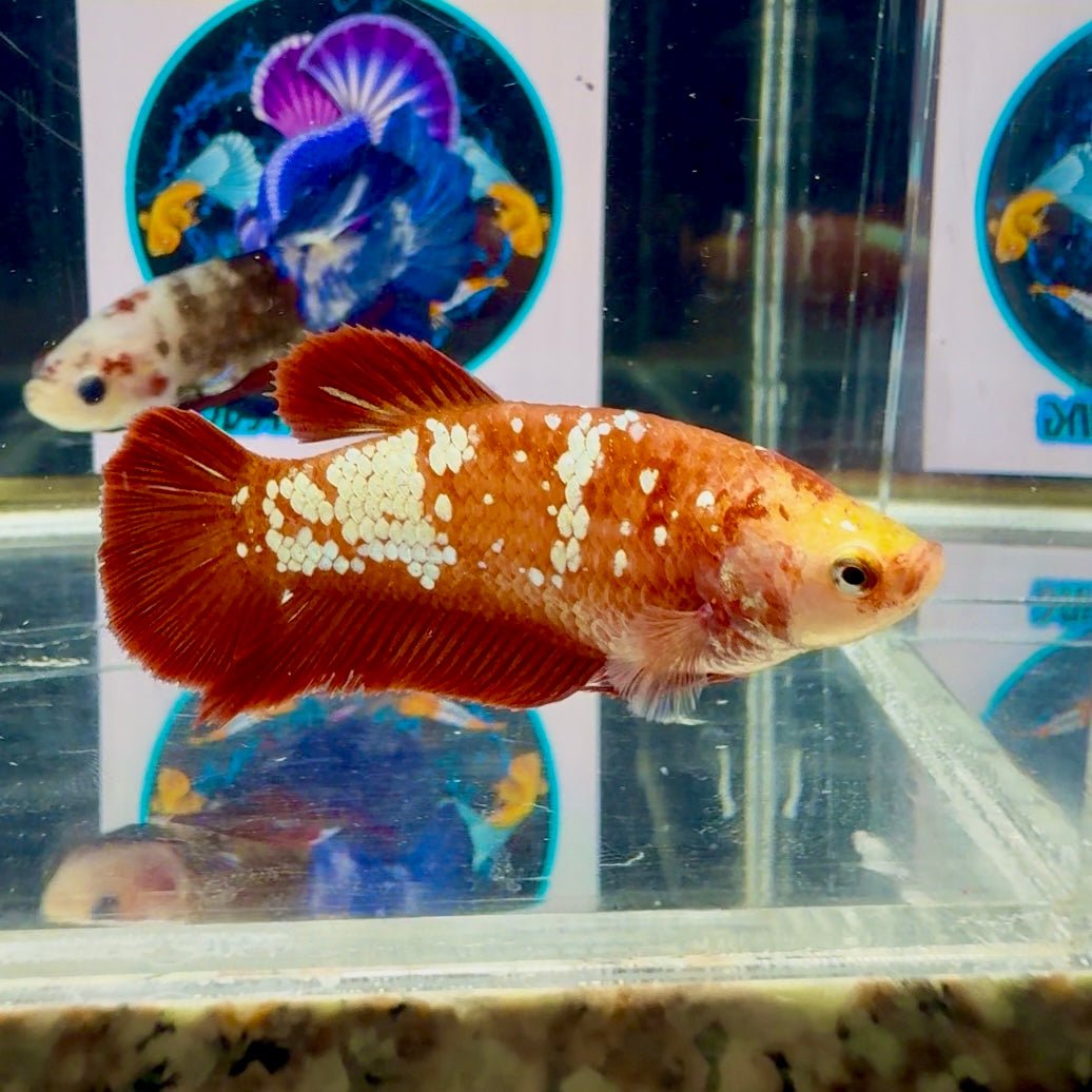 Red Gold Galaxy J48 Plakat - Female Betta
