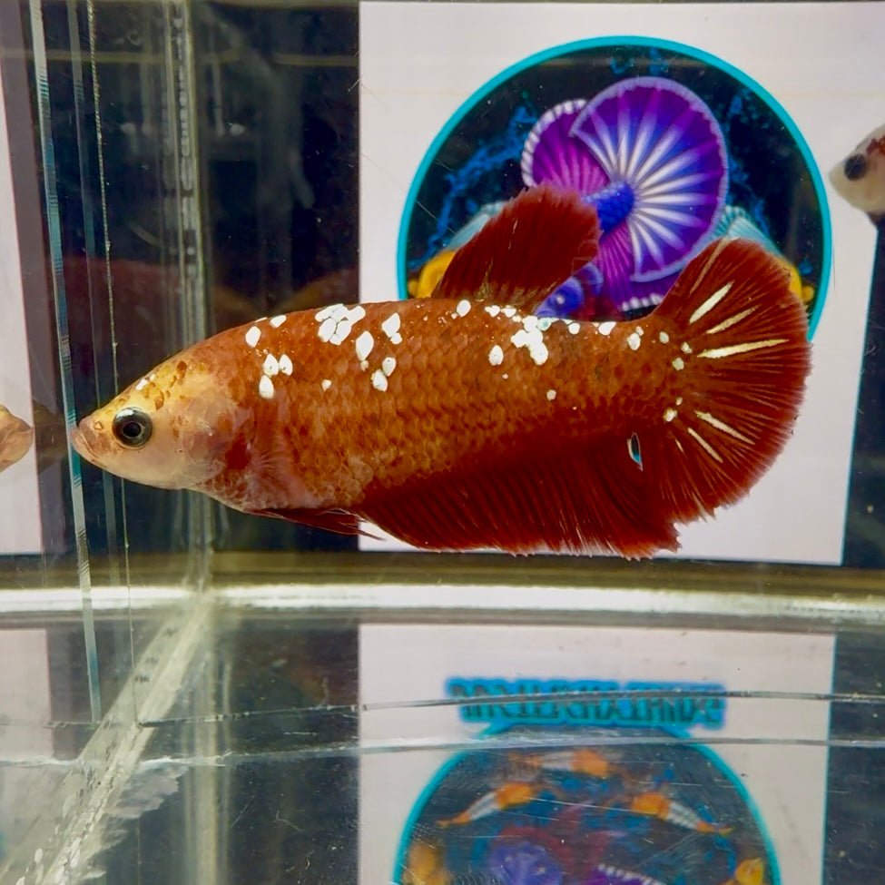 Red Gold Galaxy J51 Plakat - Female Betta