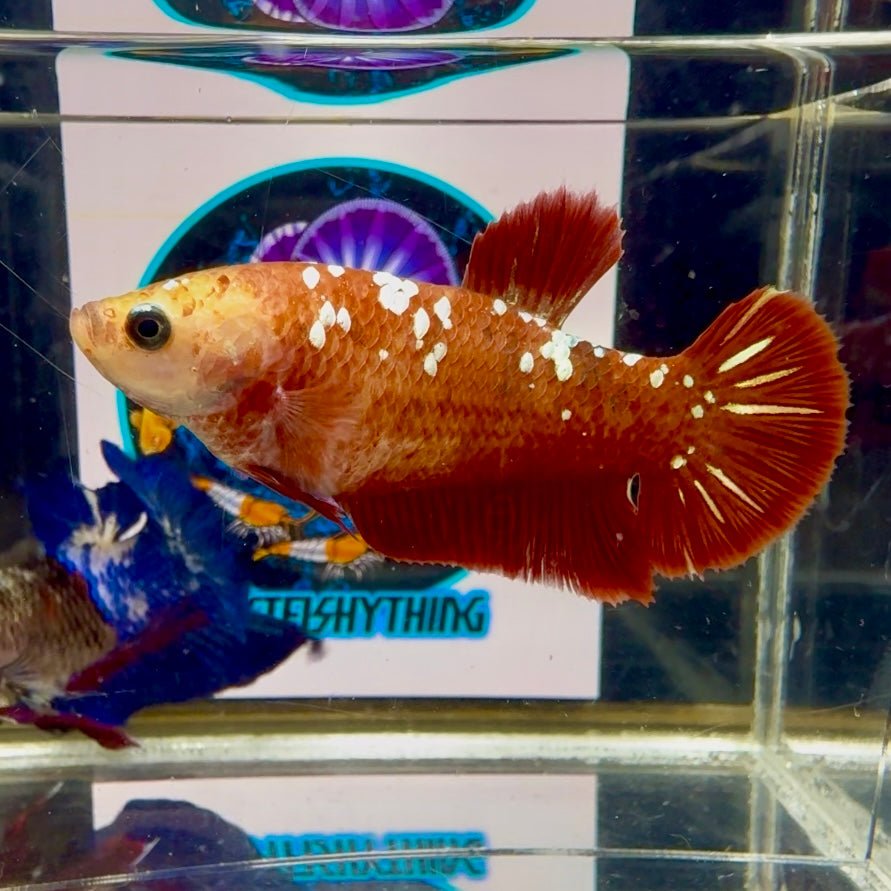 Red Gold Galaxy J51 Plakat - Female Betta