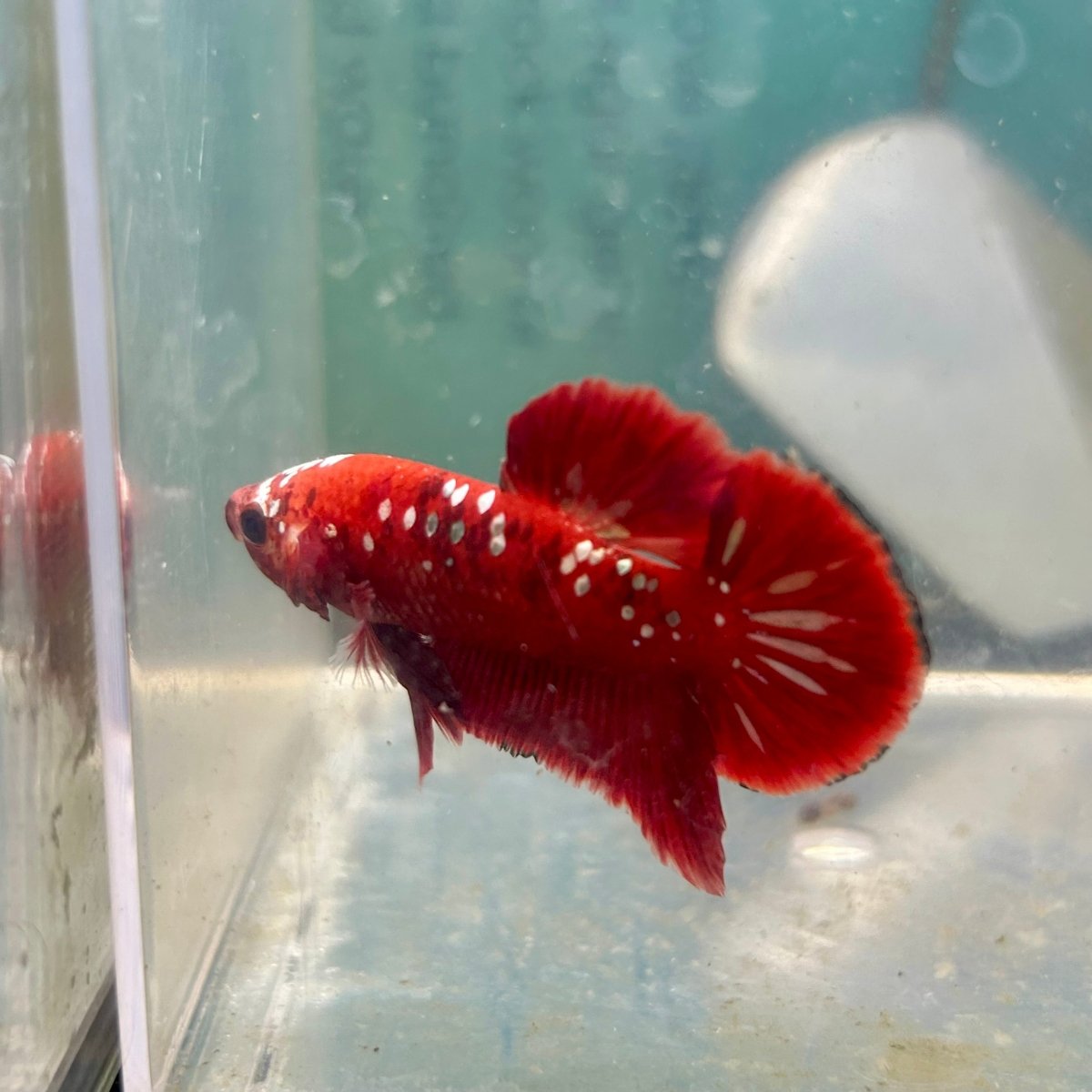 Red Gold Galaxy Plakat - Male Betta A27