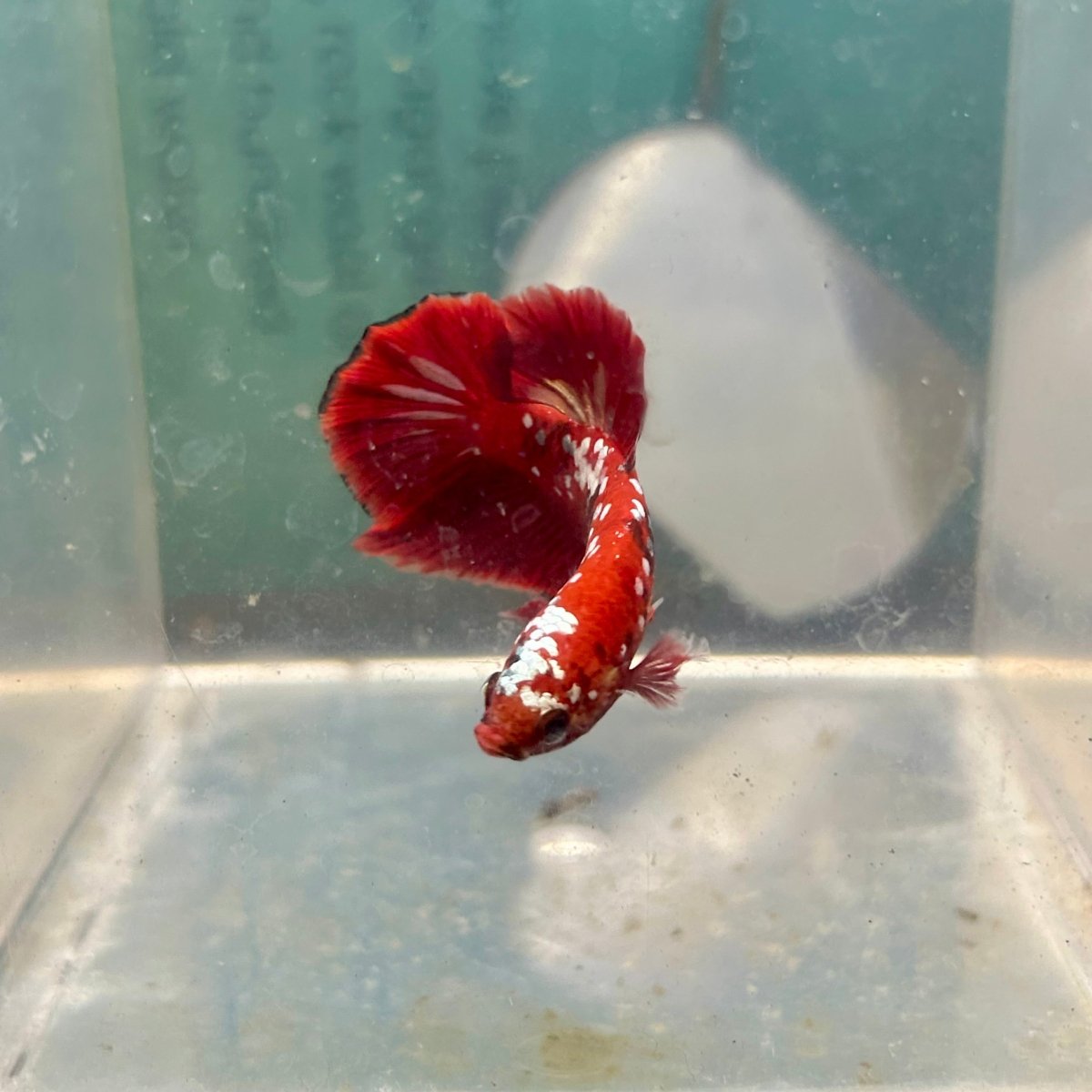 Red Gold Galaxy Plakat - Male Betta A27
