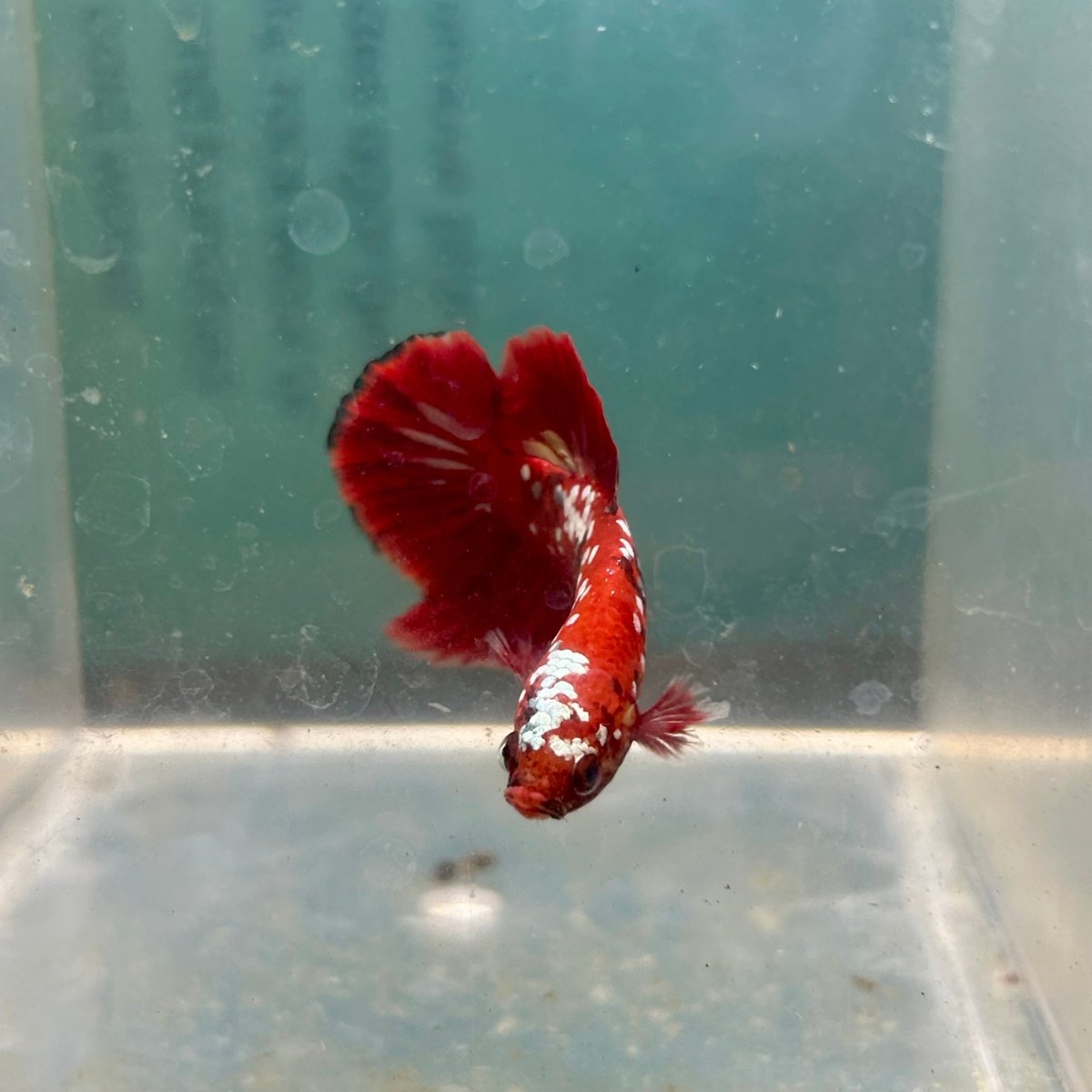 Red Gold Galaxy Plakat - Male Betta A27