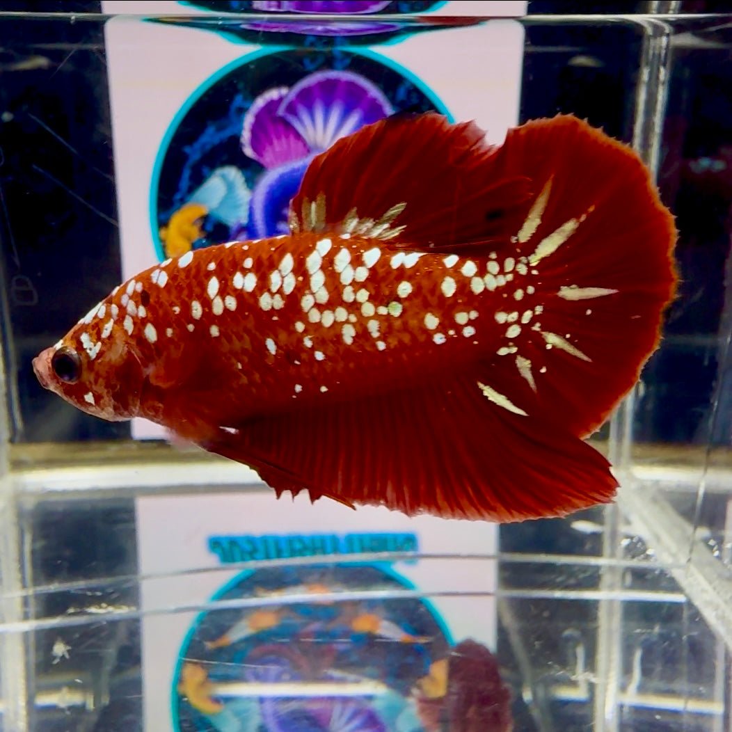 Red Gold Galaxy Rare Stardust J53 Plakat - Male Betta