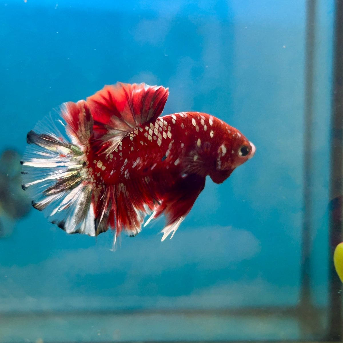 Red Gold Galaxy Stardust Plakat - Male Betta 041