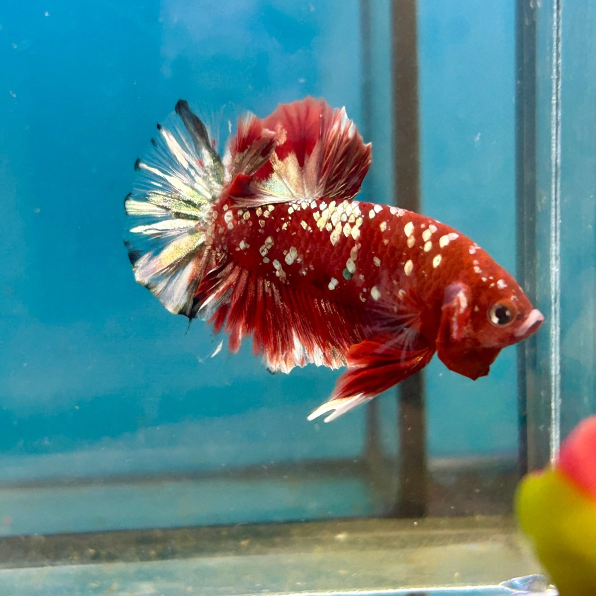 Red Gold Galaxy Stardust Plakat - Male Betta 041