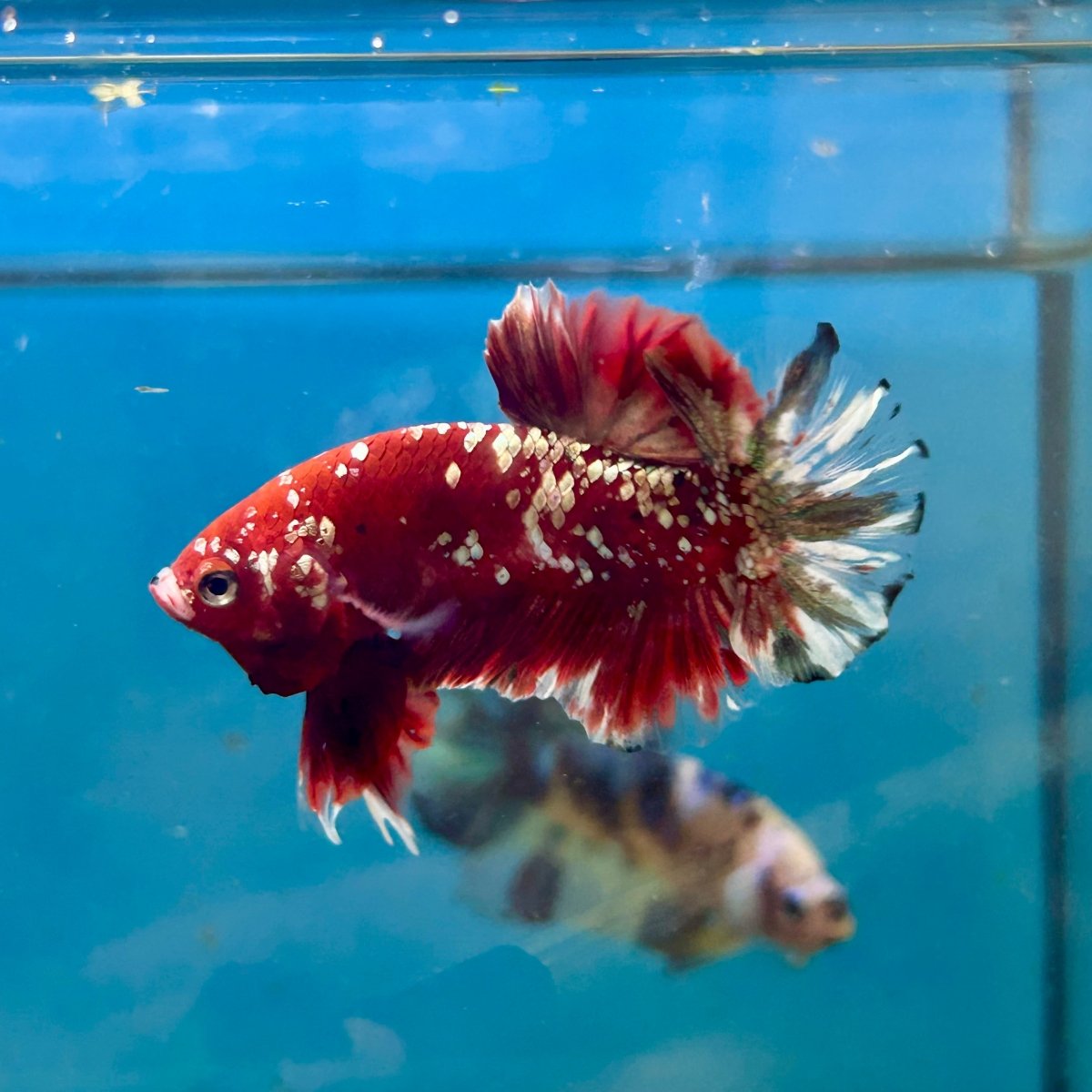 Red Gold Galaxy Stardust Plakat - Male Betta 041