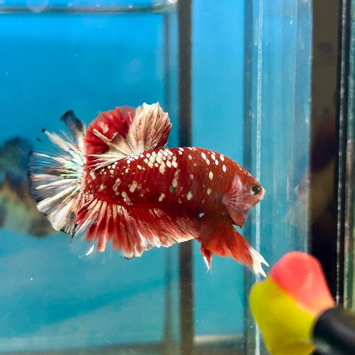 Red Gold Galaxy Stardust Plakat - Male Betta 041