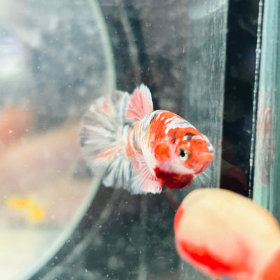 Red Koi Copper Plakat - Female Betta 117