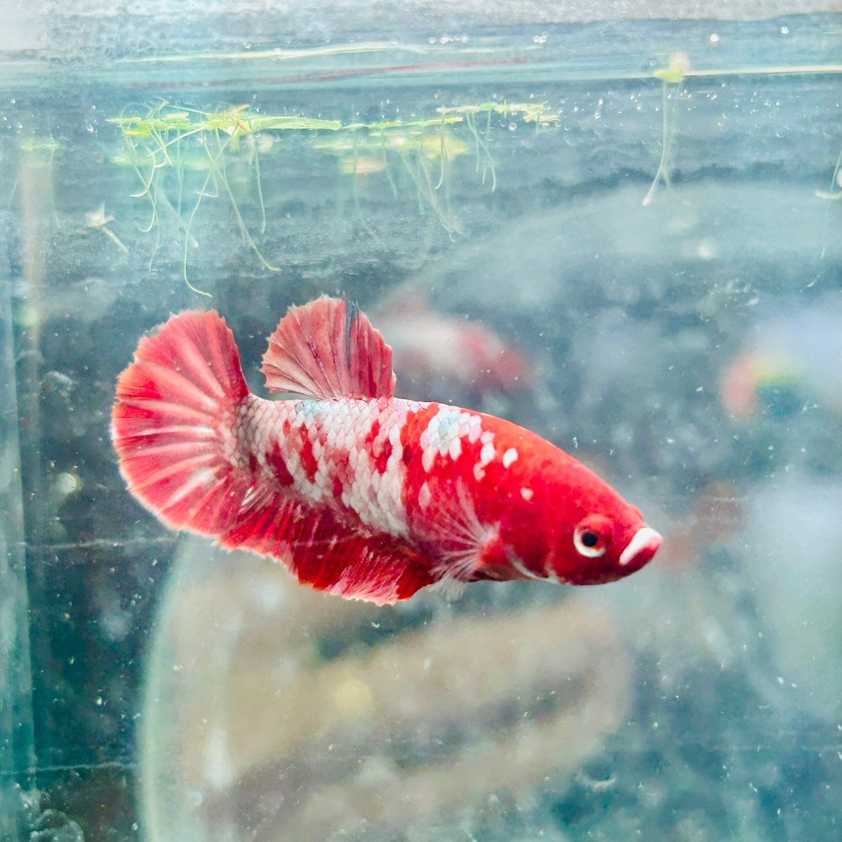 Red Koi Copper Plakat - Female Betta 128