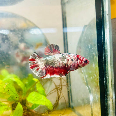 Red Koi Copper Plakat - Female Betta 143 Female betta
