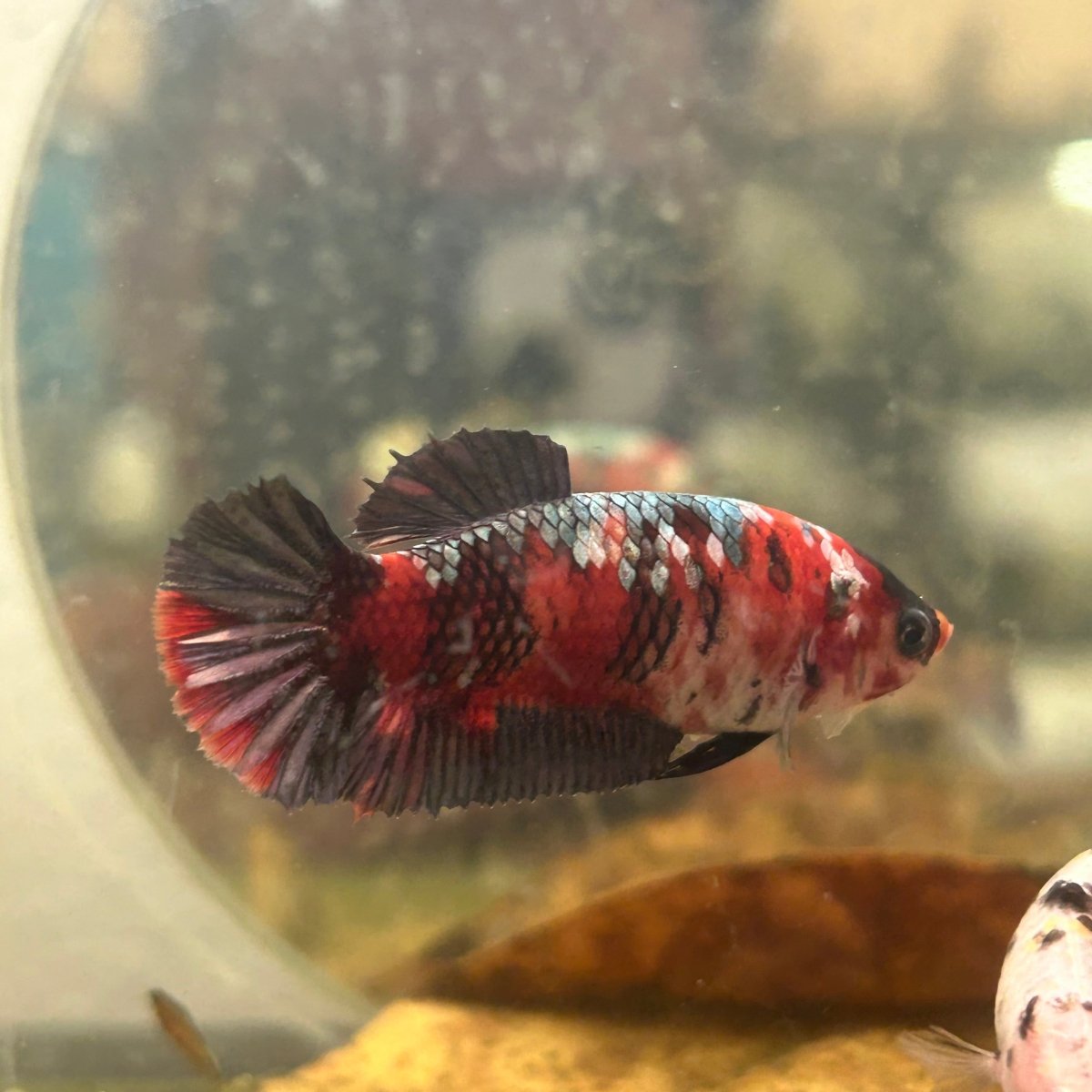 Red Koi Copper Plakat - Female Betta 199