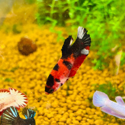 Red Koi Copper Plakat - Female Betta