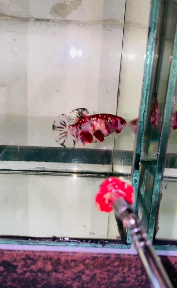 Red Koi Copper Plakat - Female Betta