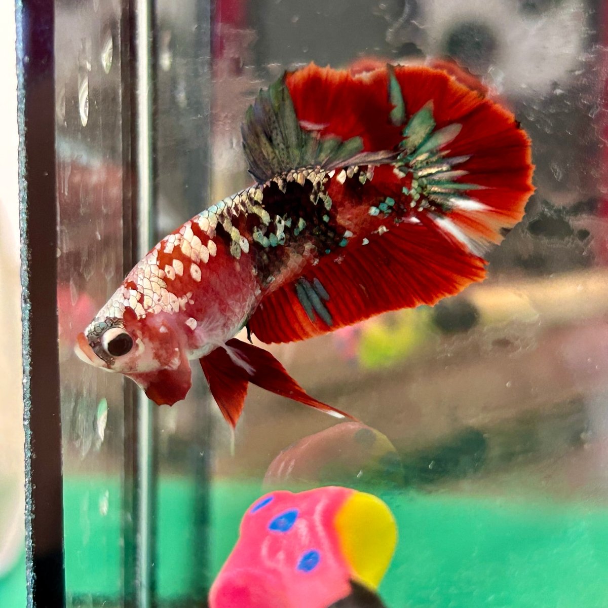 Red Koi Copper Plakat - Male Betta 024