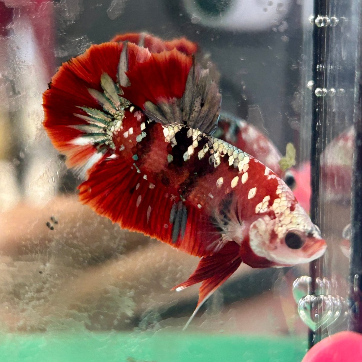 Red Koi Copper Plakat - Male Betta 024
