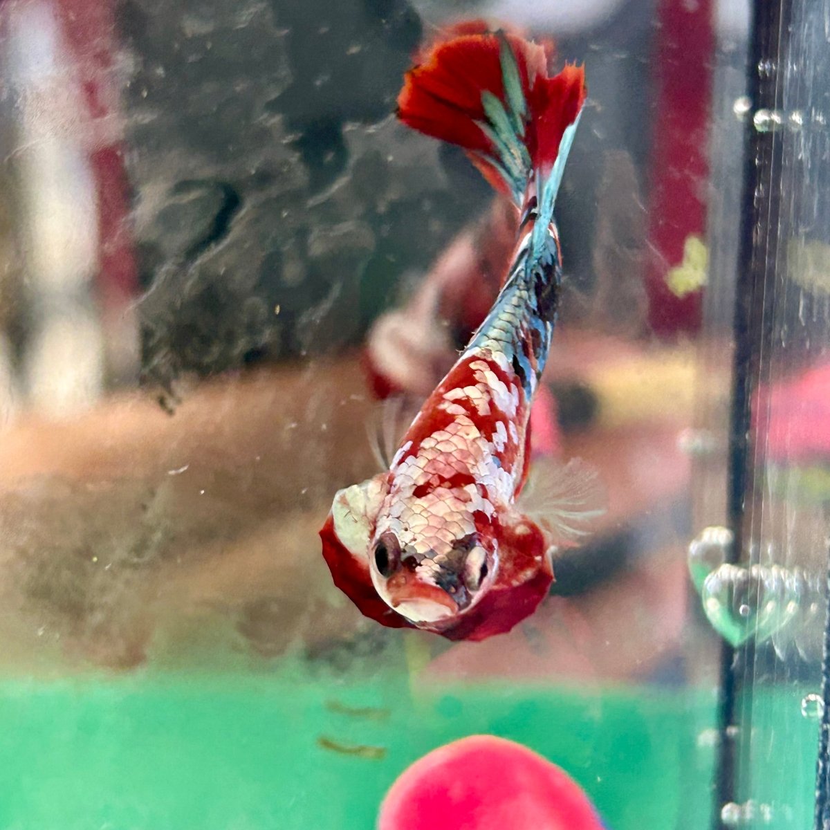 Red Koi Copper Plakat - Male Betta 024