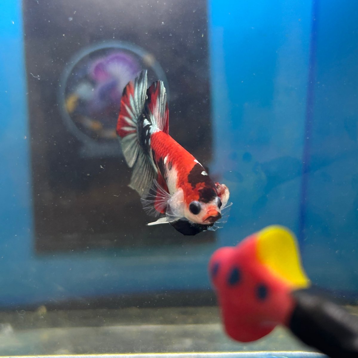 Red Koi Copper Plakat - Male Betta 035