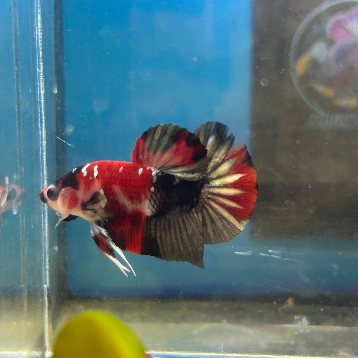 Red Koi Copper Plakat - Male Betta 035