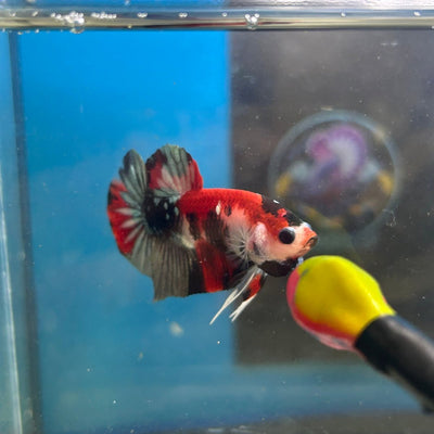 Red Koi Copper Plakat - Male Betta 035