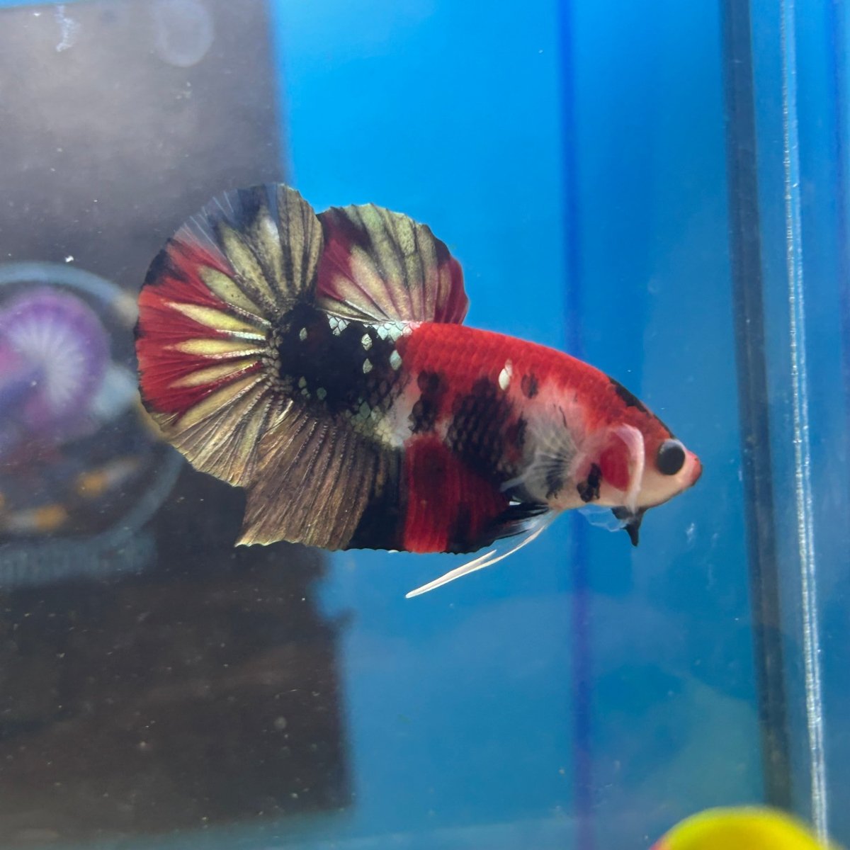 Red Koi Copper Plakat - Male Betta 035