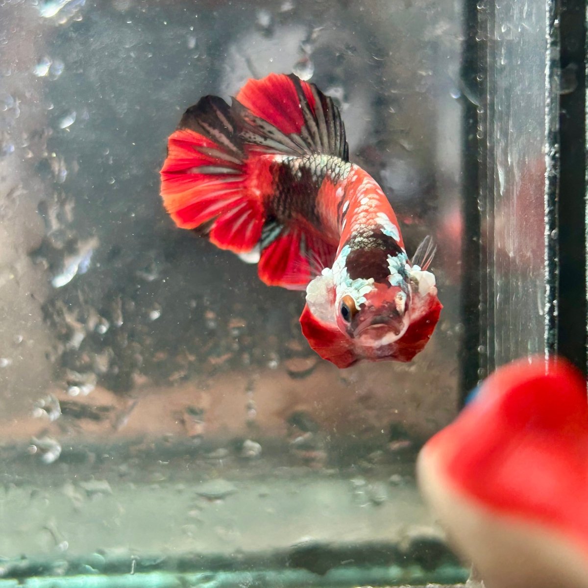 Red Koi Copper Plakat - Male Betta 086