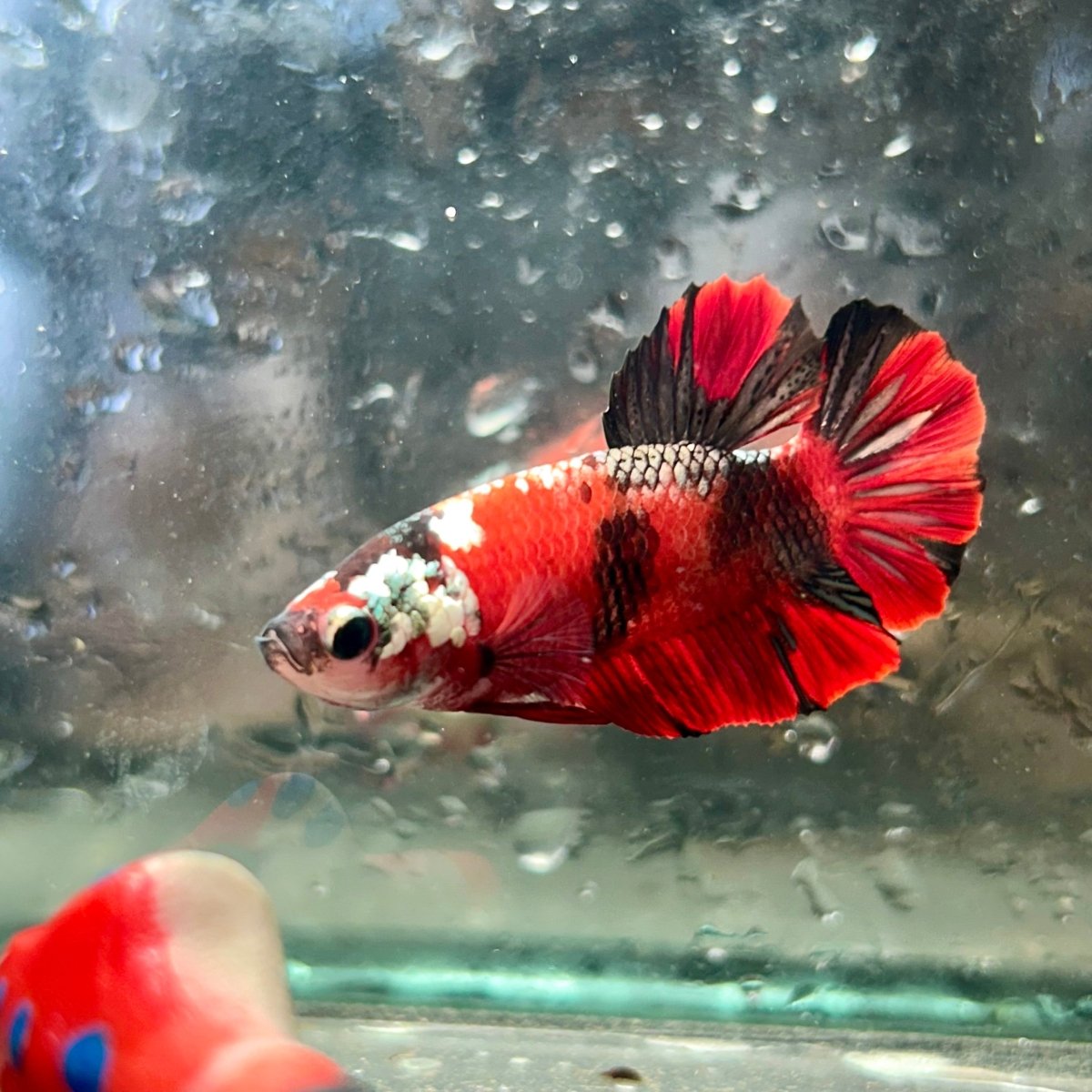 Red Koi Copper Plakat - Male Betta 086