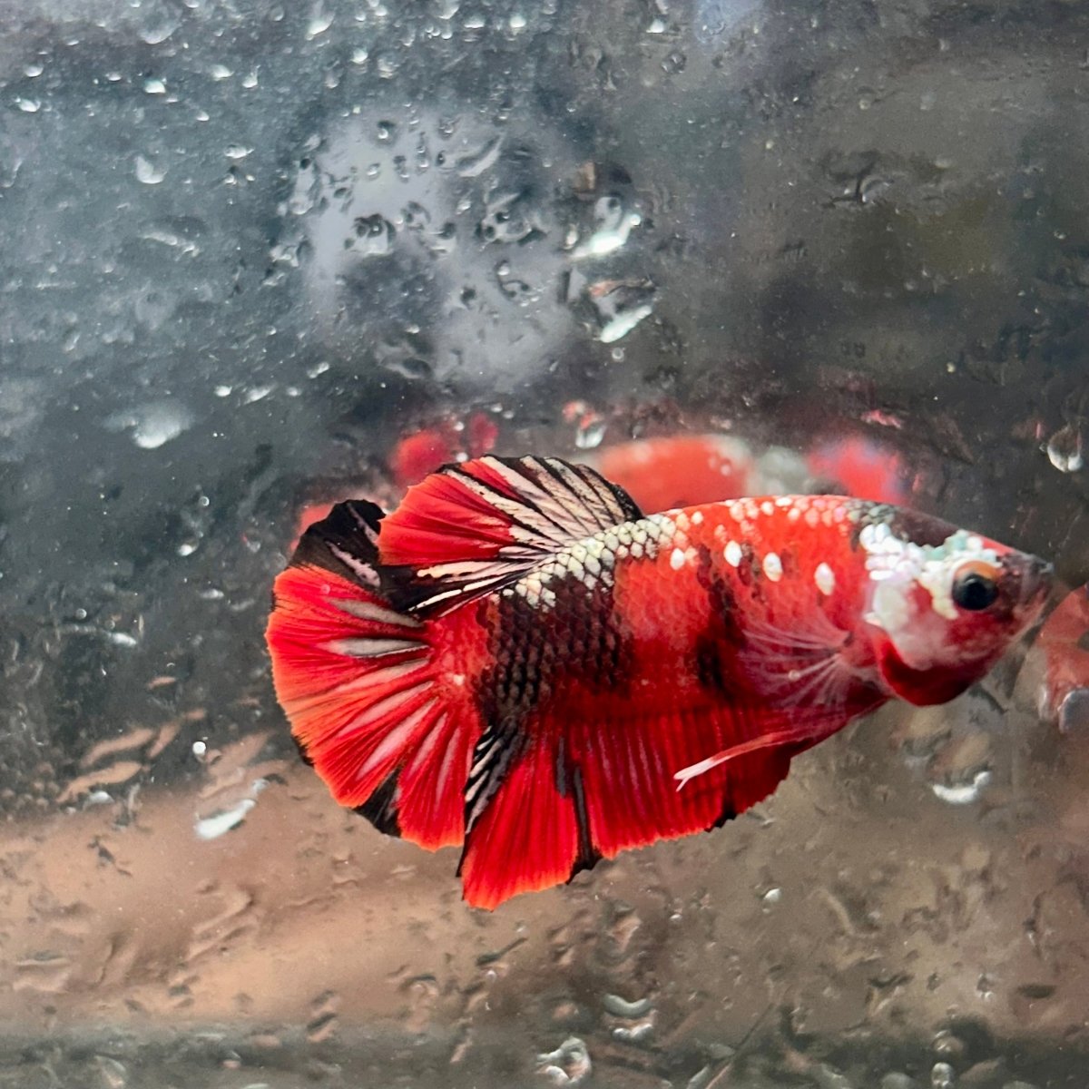 Red Koi Copper Plakat - Male Betta 086